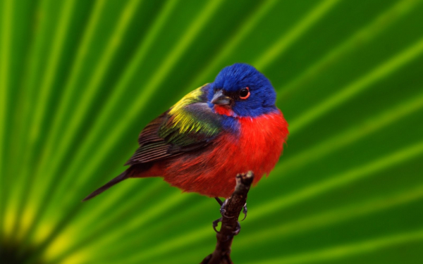 Пуночка самец