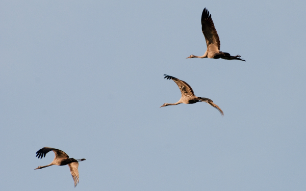 Летят серые журавли