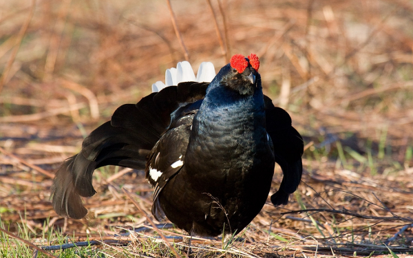 Птица тетерев