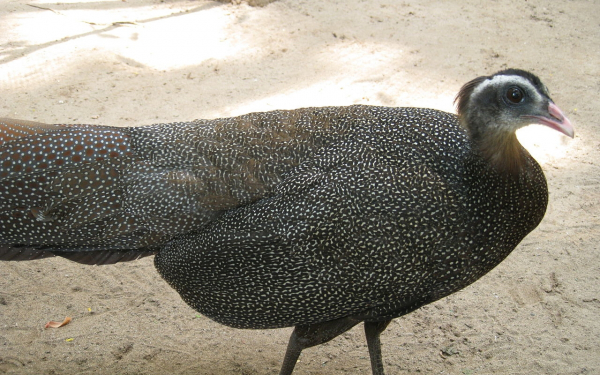 Хохлатый аргус