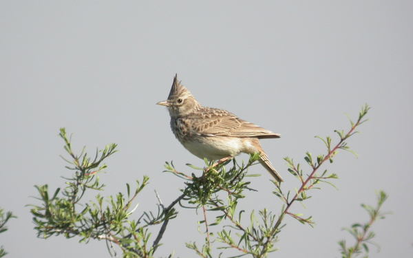 Хохлатый жаворонок
