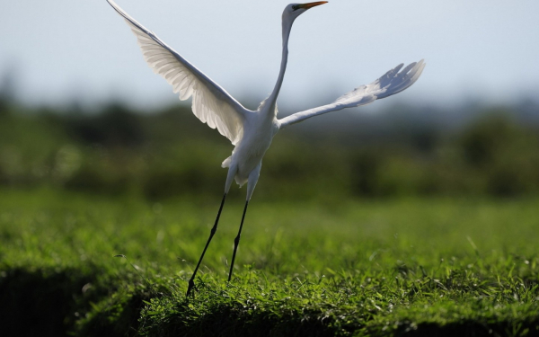 Белая цапля