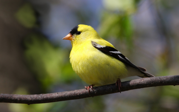 Щегол на ветке