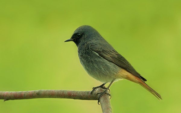 Горихвостка-чернушка