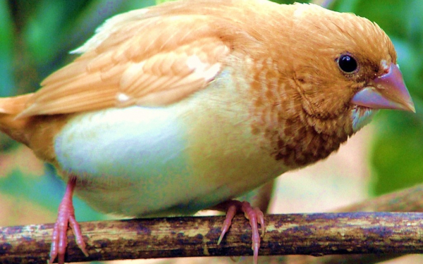 Японский воробей