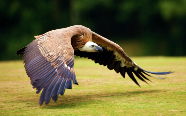 Гриф в полете
