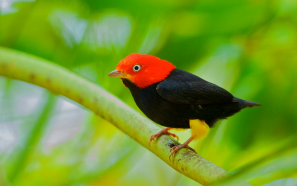 Красношапочная пипра