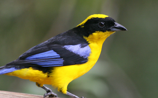 Синекрылая горная танагра