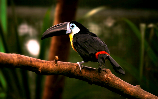 Черноклювая андигена