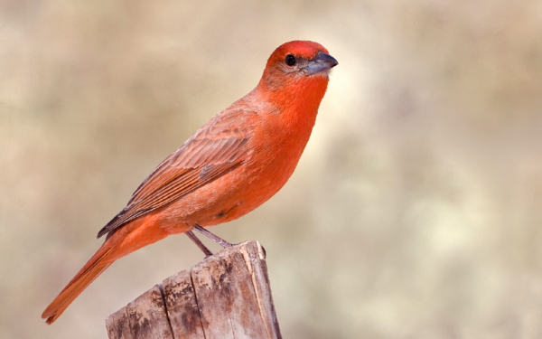 Красная пиранга