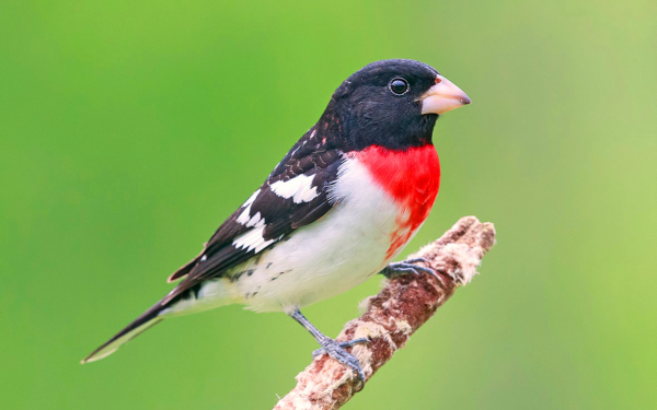 Красногрудый дубоносовый кардинал