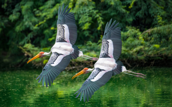Аисты в полете