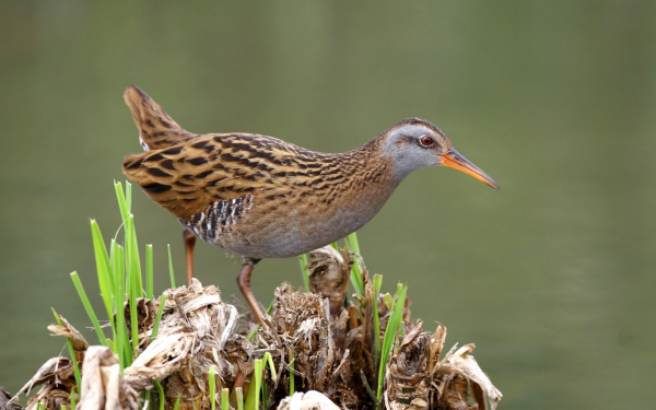 Водяной пастушок