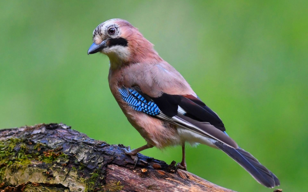 Евразийская сойка