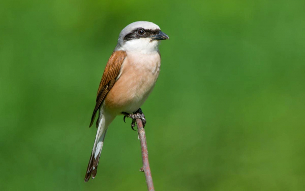 Жулан обыкновенный