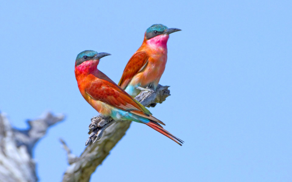 Карминные щурки