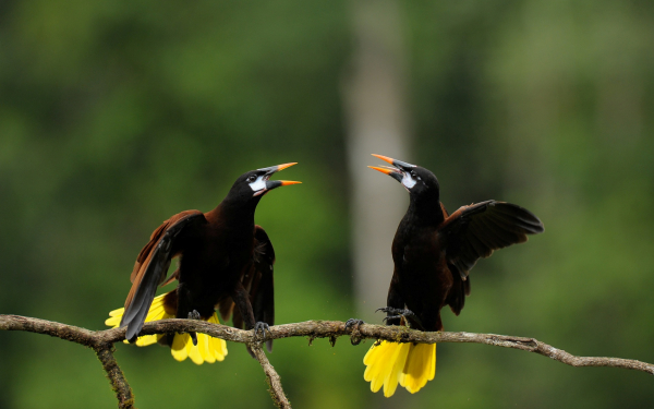 Оропендолы-Монтецума