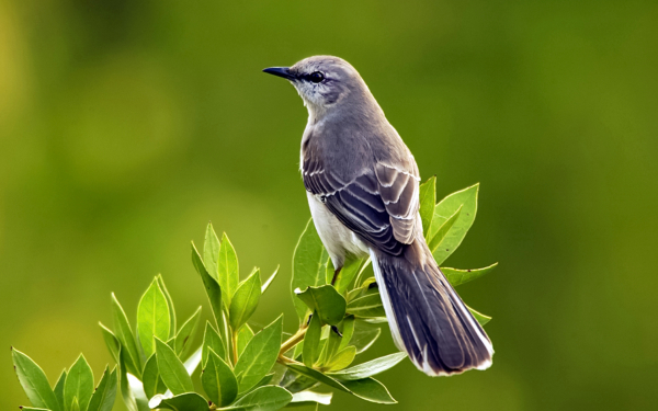 Пересмешник