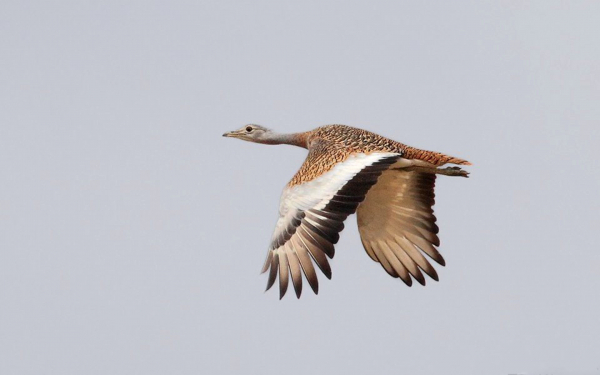 Полет дрофы