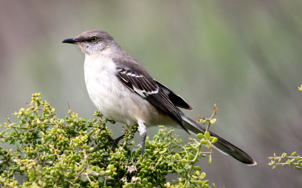 Птица пересмешник