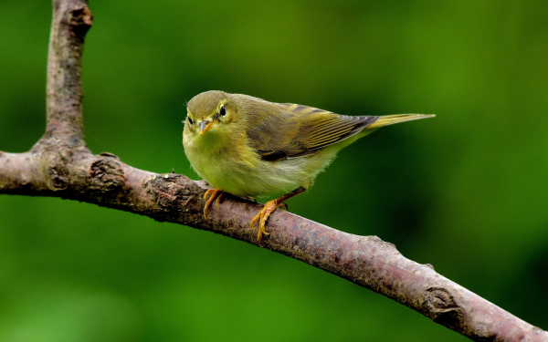 Птица славка