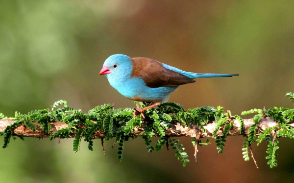 Синеголовый астрильд