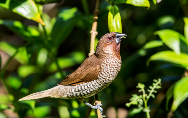 Чешуйчатогрудая амадина