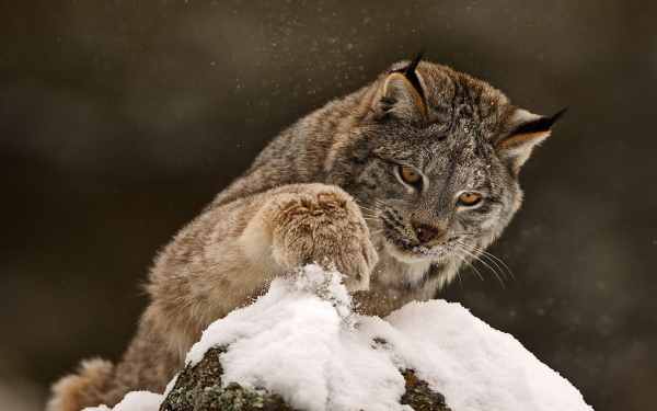 Рысь готовится к прыжку