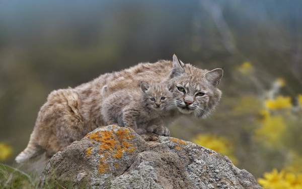 Рысь крадется