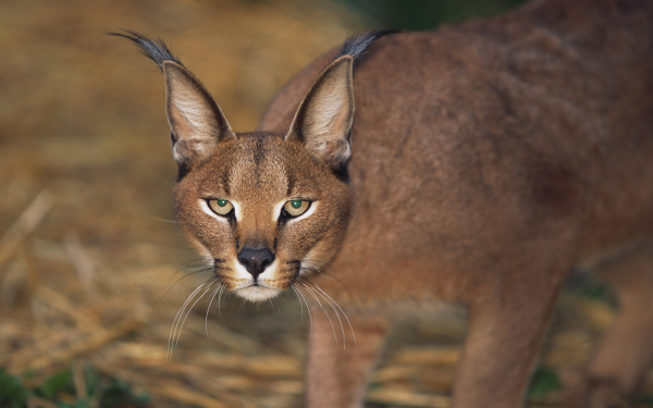 Рысь с зелеными глазами