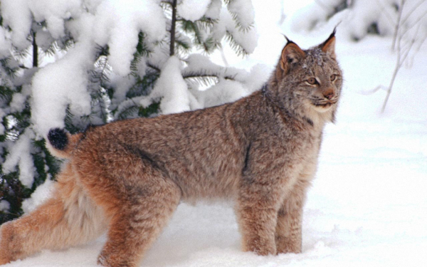 Рысь вышла из леса