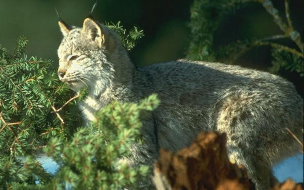 Рысь в ельнике