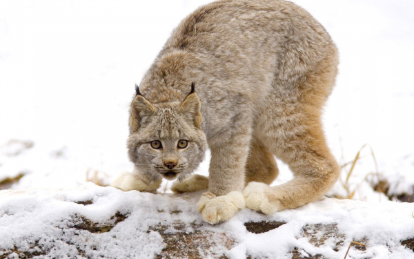 Рысь хищная кошка