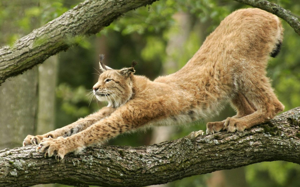 Рысь точит когти