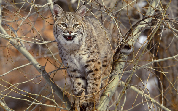 Рысь на дереве