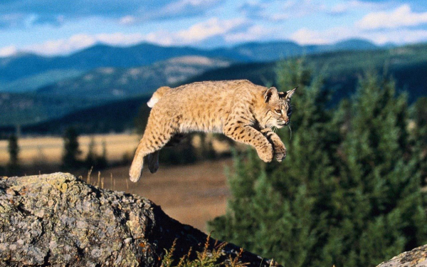 Прыжок рыси