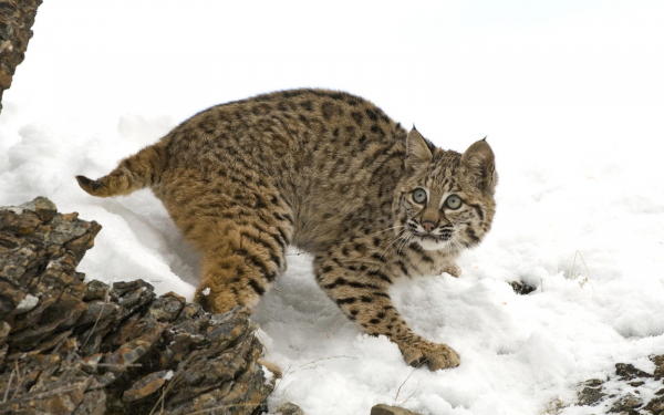 Рысь охотник