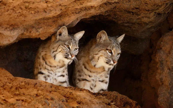 Две рыси у норы