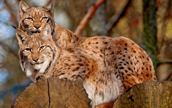 Две рыси в лесу