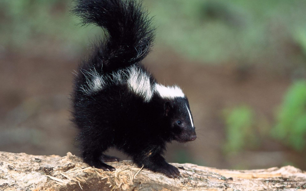 Молодой скунс