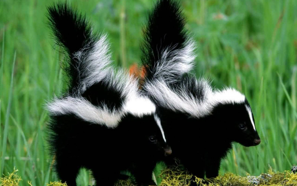 Молодые скунсы