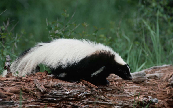 Скунс в лесу