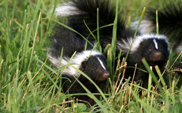 Скунсы в траве
