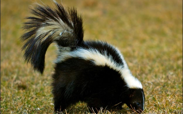 Скунс на поляне