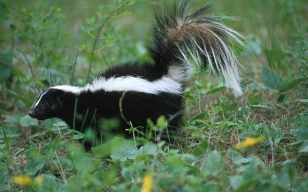 Скунс с пушистым хвостом