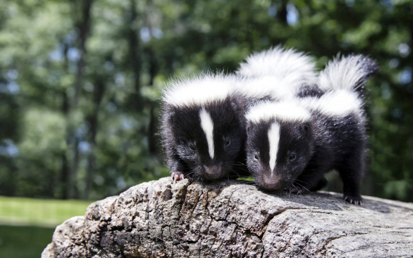 Два маленьких скунса