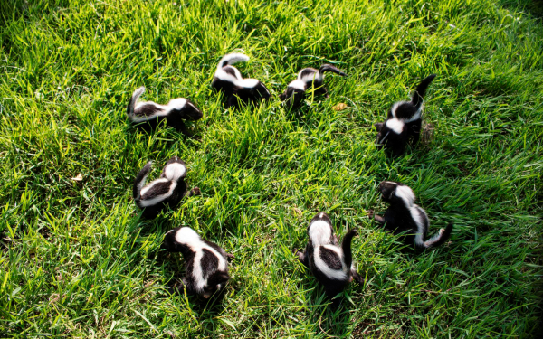 Маленькие скунсы на траве