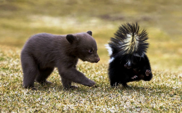 Скунс и медвежонок