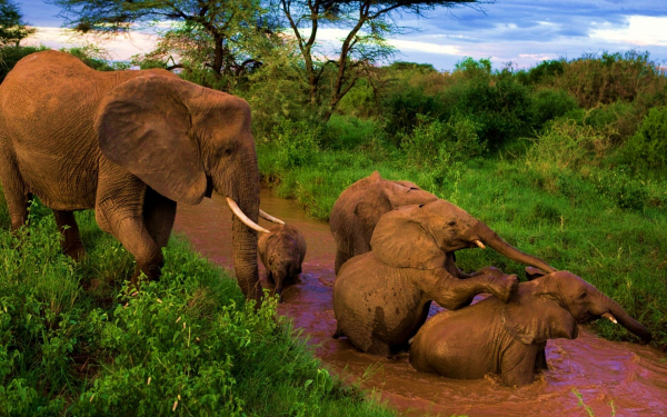 Купание слонят