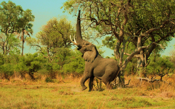 Слон трубит